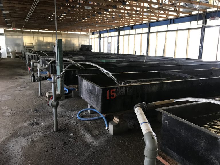A group of many large rectangular hatchery bins each being filled from their individual spigots all located under the wooden trusses of a greenhouse type building