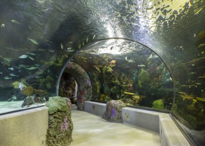 Walkway through an underwater tunnel showing all the fishes and coral in the aquarium above and all around you